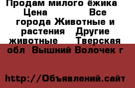 Продам милого ёжика › Цена ­ 10 000 - Все города Животные и растения » Другие животные   . Тверская обл.,Вышний Волочек г.